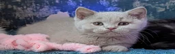 British Shorthair cats for sale: 💕Exceptional Cream British Shorthair Kittens💕💕 - Advert 9
