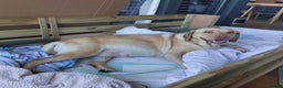 Labrador Retriever dogs for sale: Coco’s Labrador Puppies Seeking Loving Homes - Advert 2