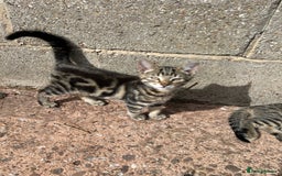 Mixed Breed cats for sale: Kittens for sale, ready now. £100 - Image 5