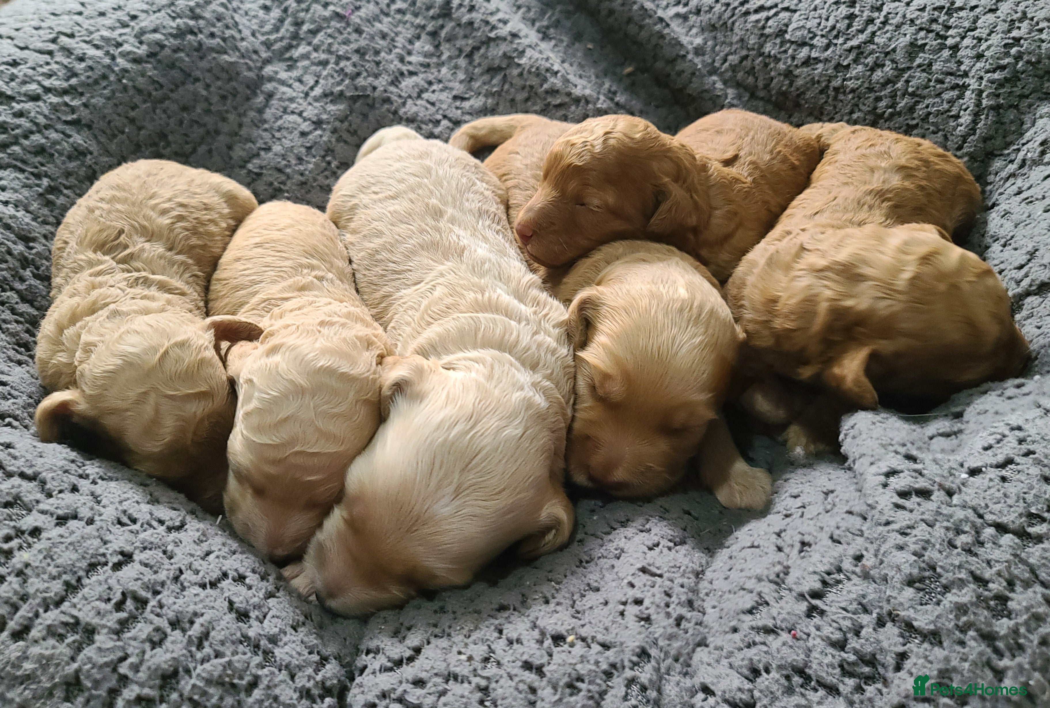 Cockapoo dogs Cockapoos. DNA Tested. Licensed Breeder. Pershore - Advert 1