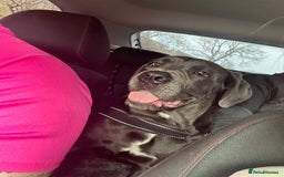 Cane Corso dogs for sale: Cane corso - pablo - Image 4