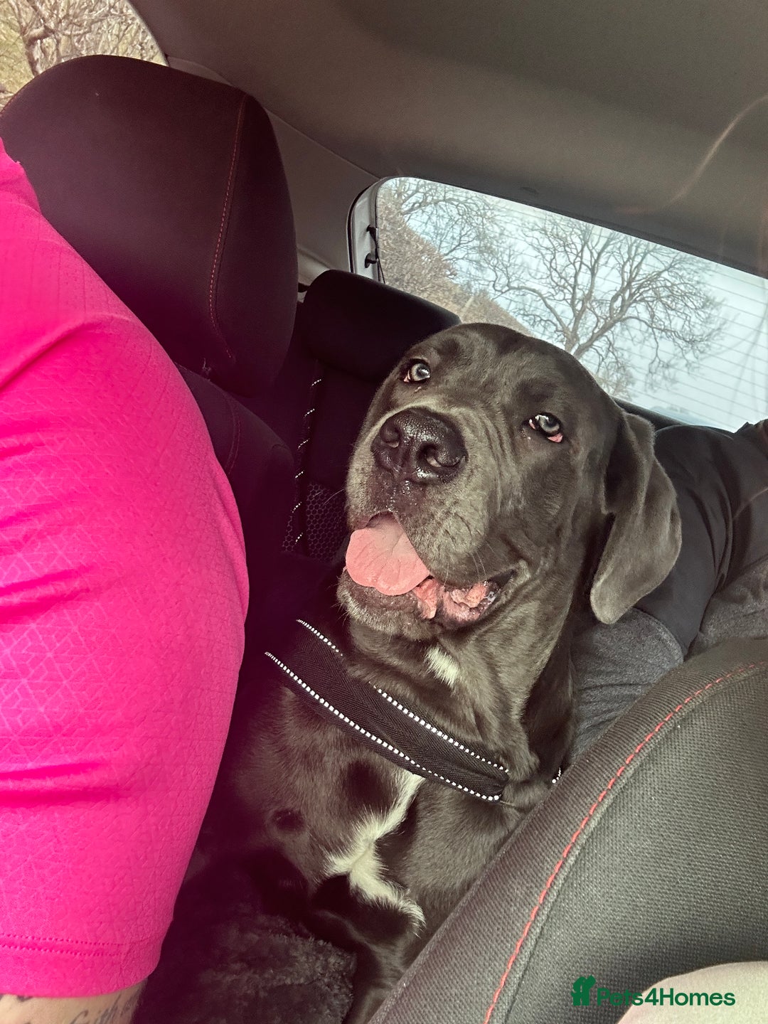 Cane Corso dogs for sale: Cane corso - pablo - Image 4
