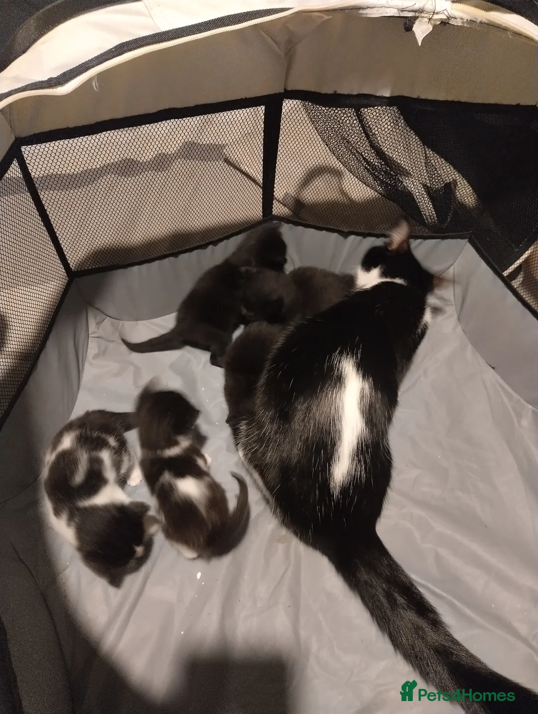 British Shorthair cats for sale: Beautiful kittens  - Advert 2