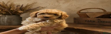 Cockapoo 2
