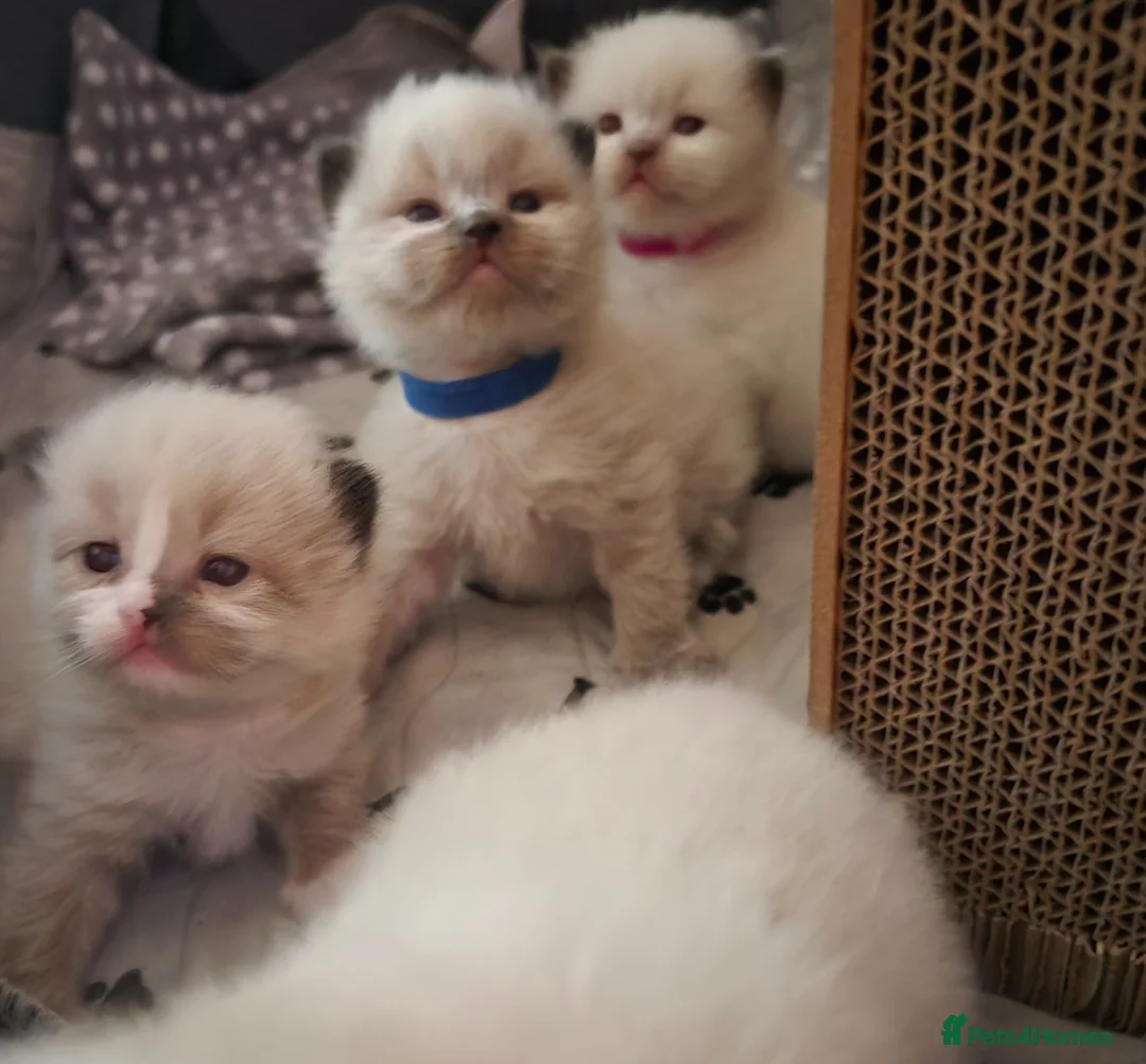 Ragdoll cats for sale: 4 beautiful fluffy ragdoll kittens - Advert 2