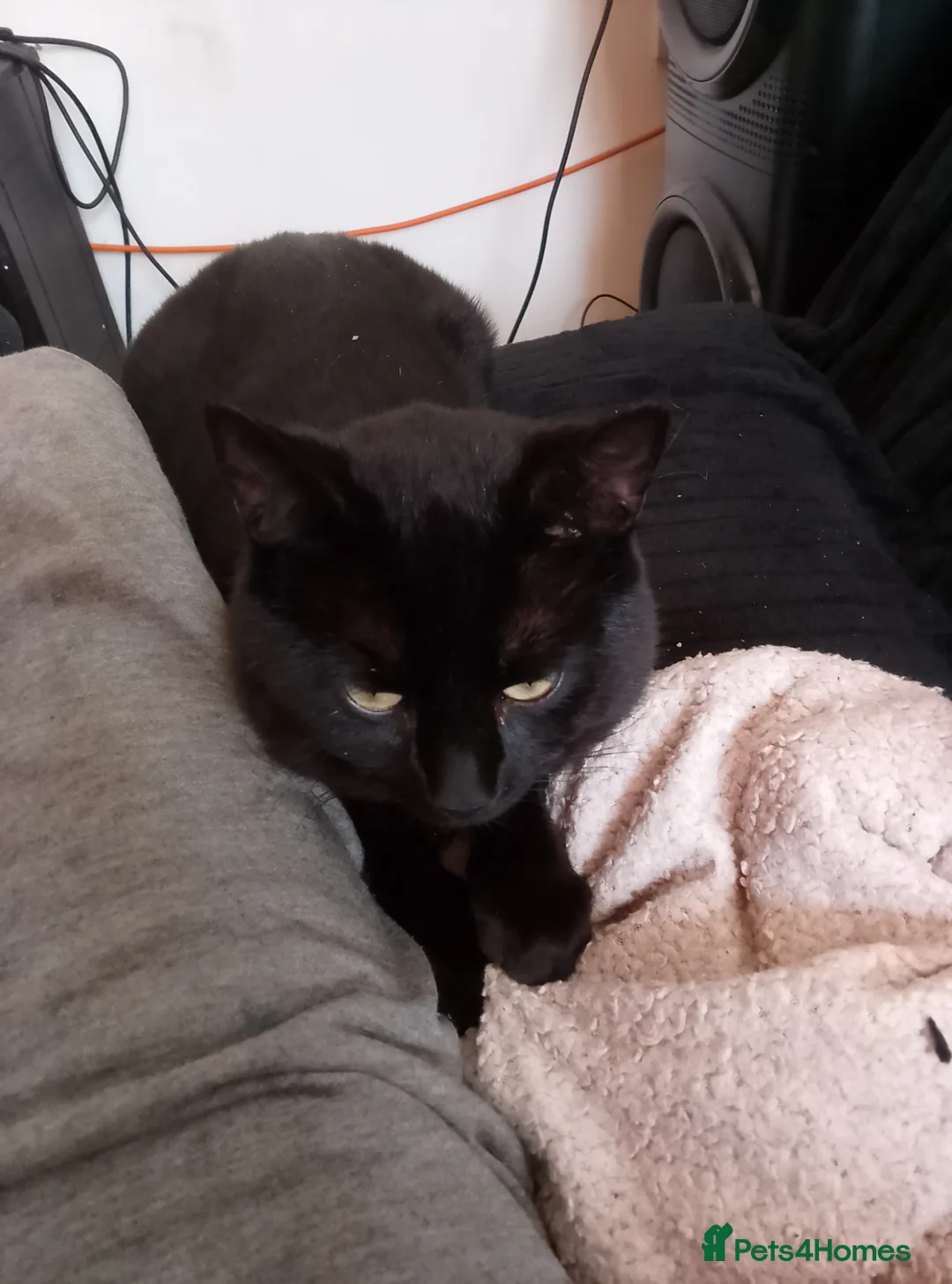 Bombay cats for sale: Beautiful 3 year old Bombay male (reduced) - Advert 2