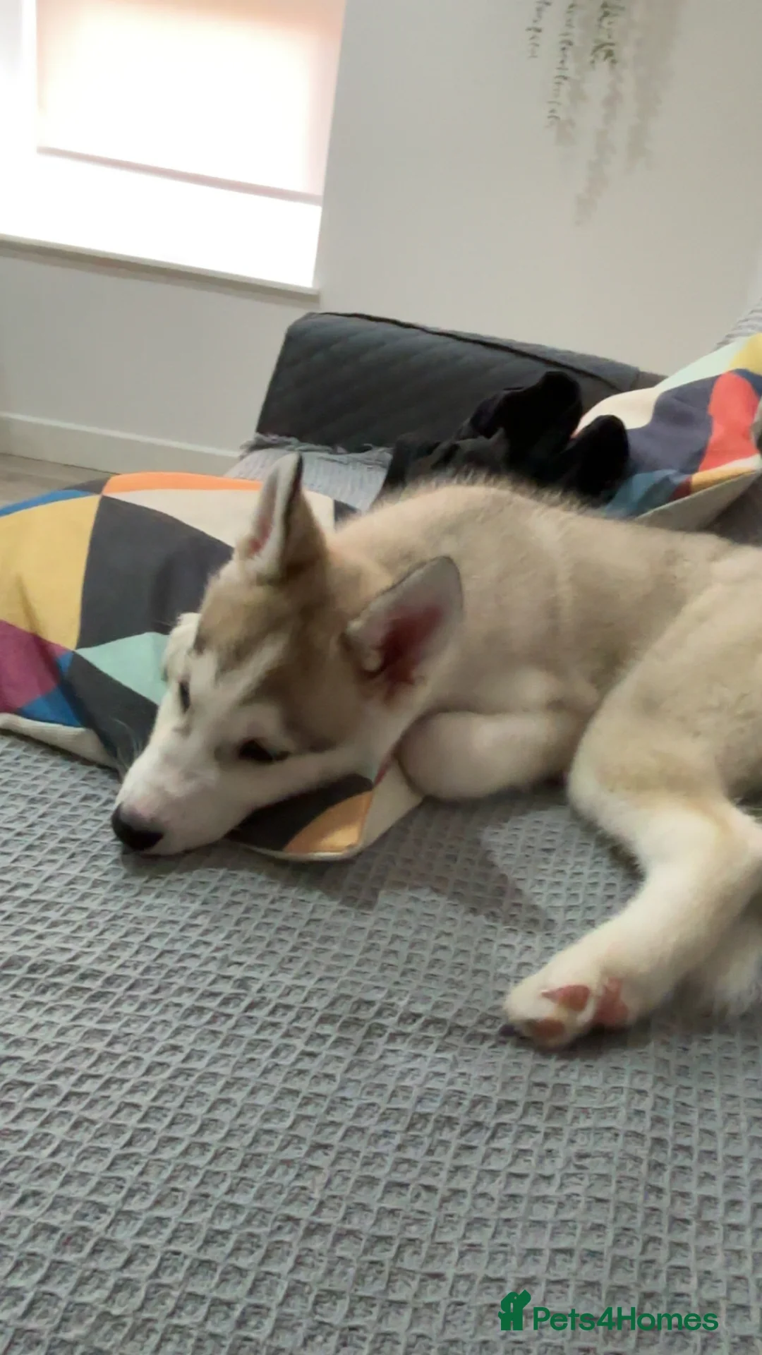 Siberian Husky dogs for sale: Gorgeous calm baby boy - Advert 2