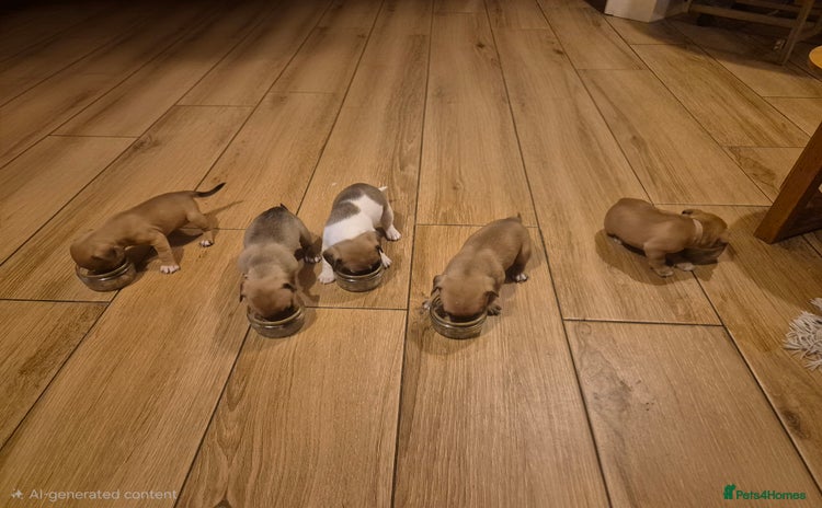 Jug dogs Jack russel x pug - Advert 3