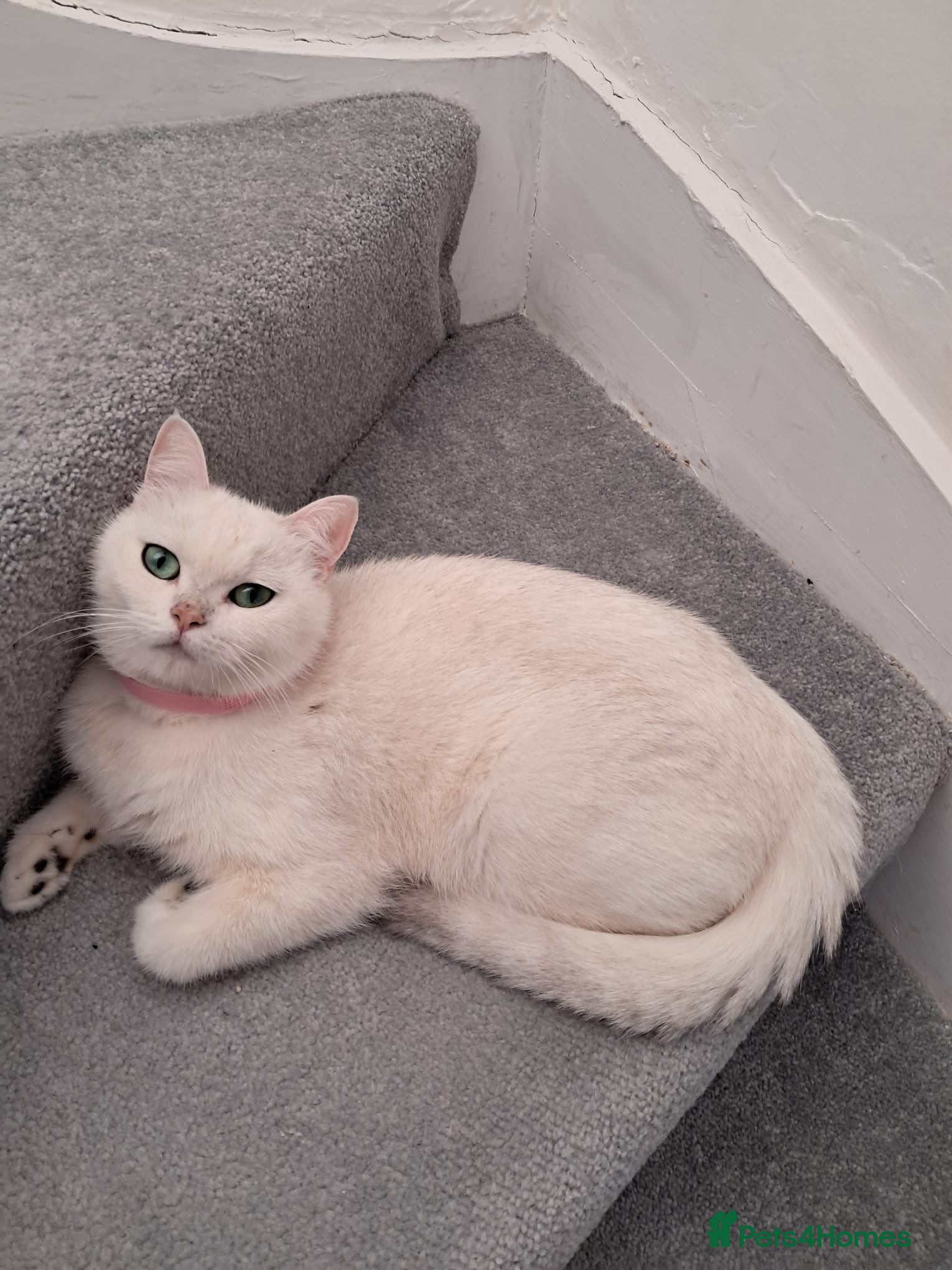 British Shorthair cats British shorthair type kittens - Advert 1