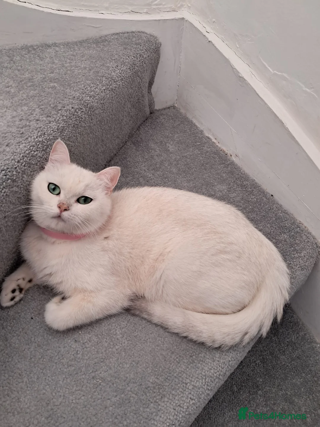 British Shorthair cats for sale: British shorthair type kittens - Advert 1