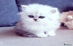 Persian cats for sale: Persian kittens  - Image 21