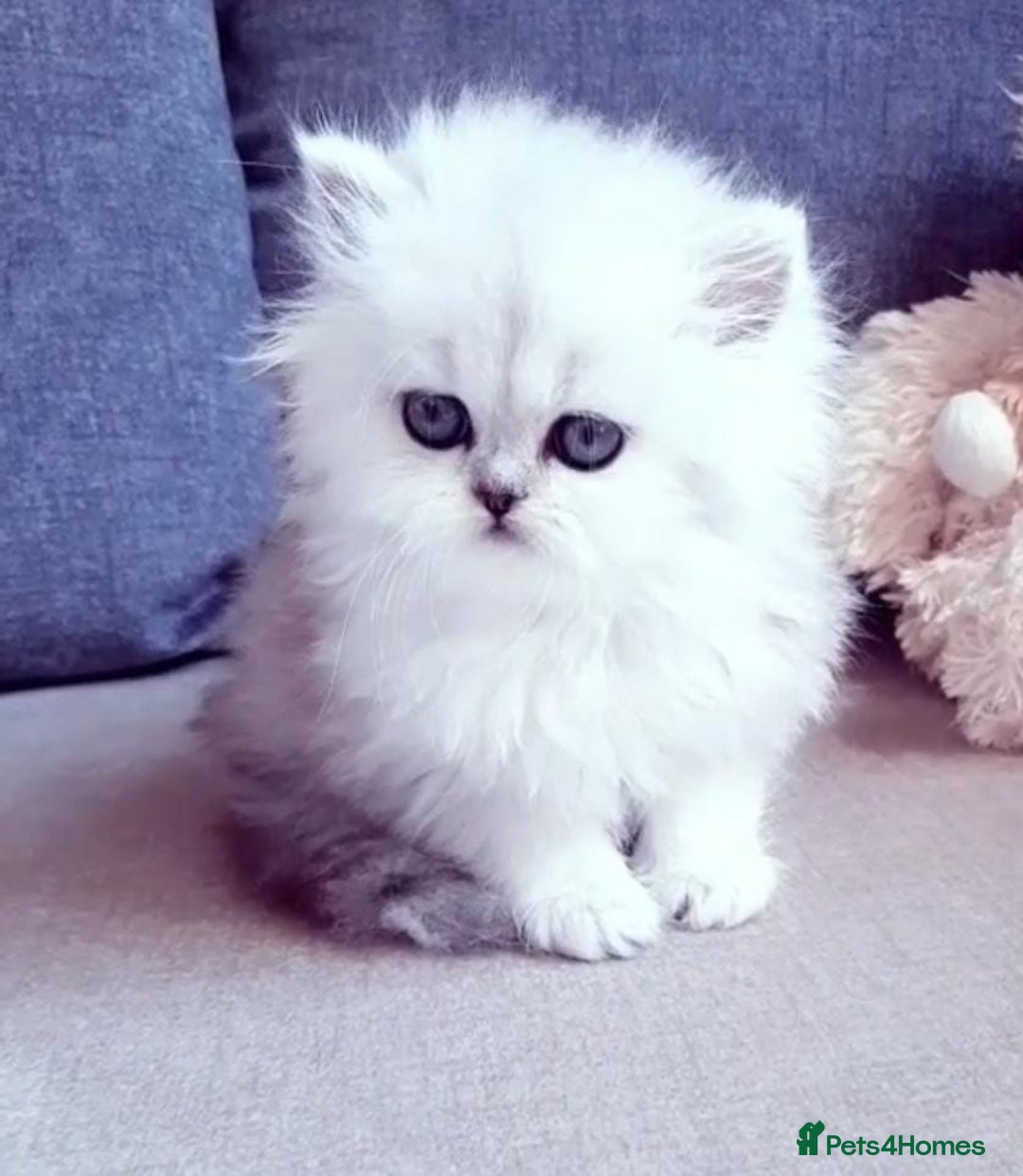 Persian cats for sale: Persian kittens  - Image 21