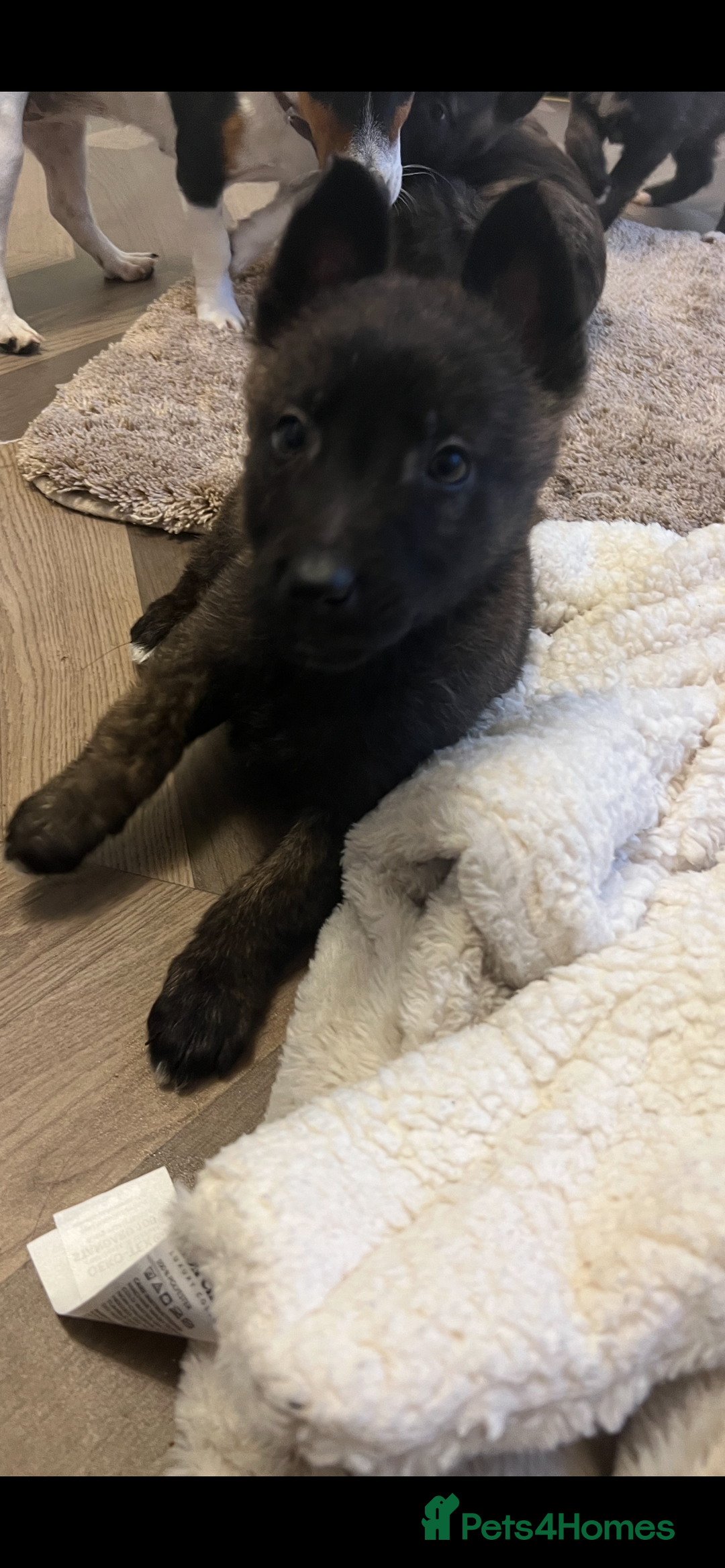 Belgian Shepherd Dog dogs for sale: Dutch herders  - Advert 5