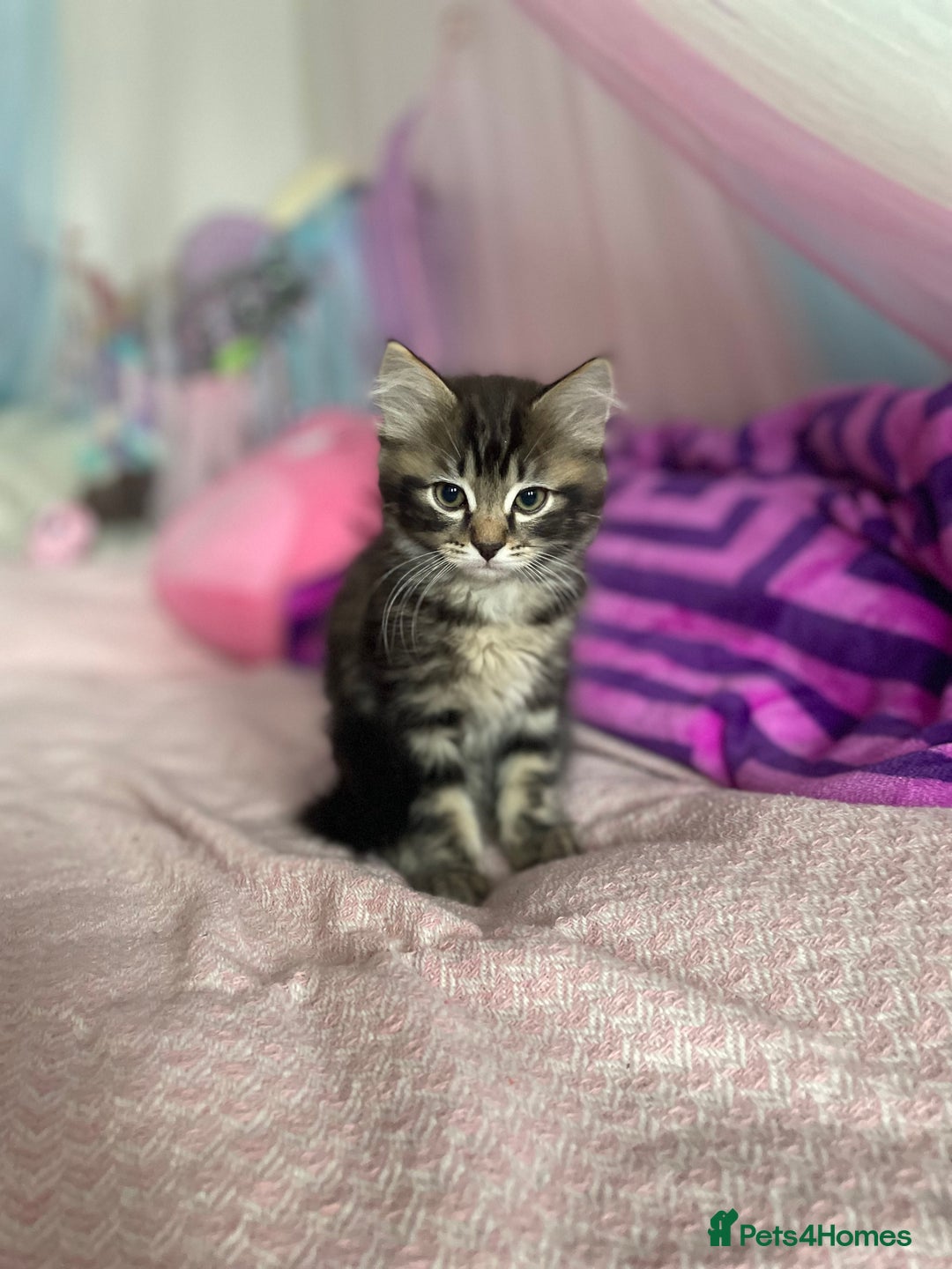 Mixed Breed cats for sale: Ragdool and Norwegian forest boy  - Advert 2