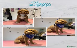 Cockapoo dogs for stud: Ziggy in Durham - Advert 11