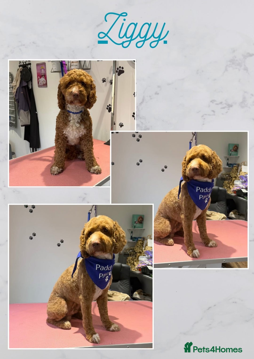 Cockapoo dogs for stud: Ziggy in Durham - Advert 11