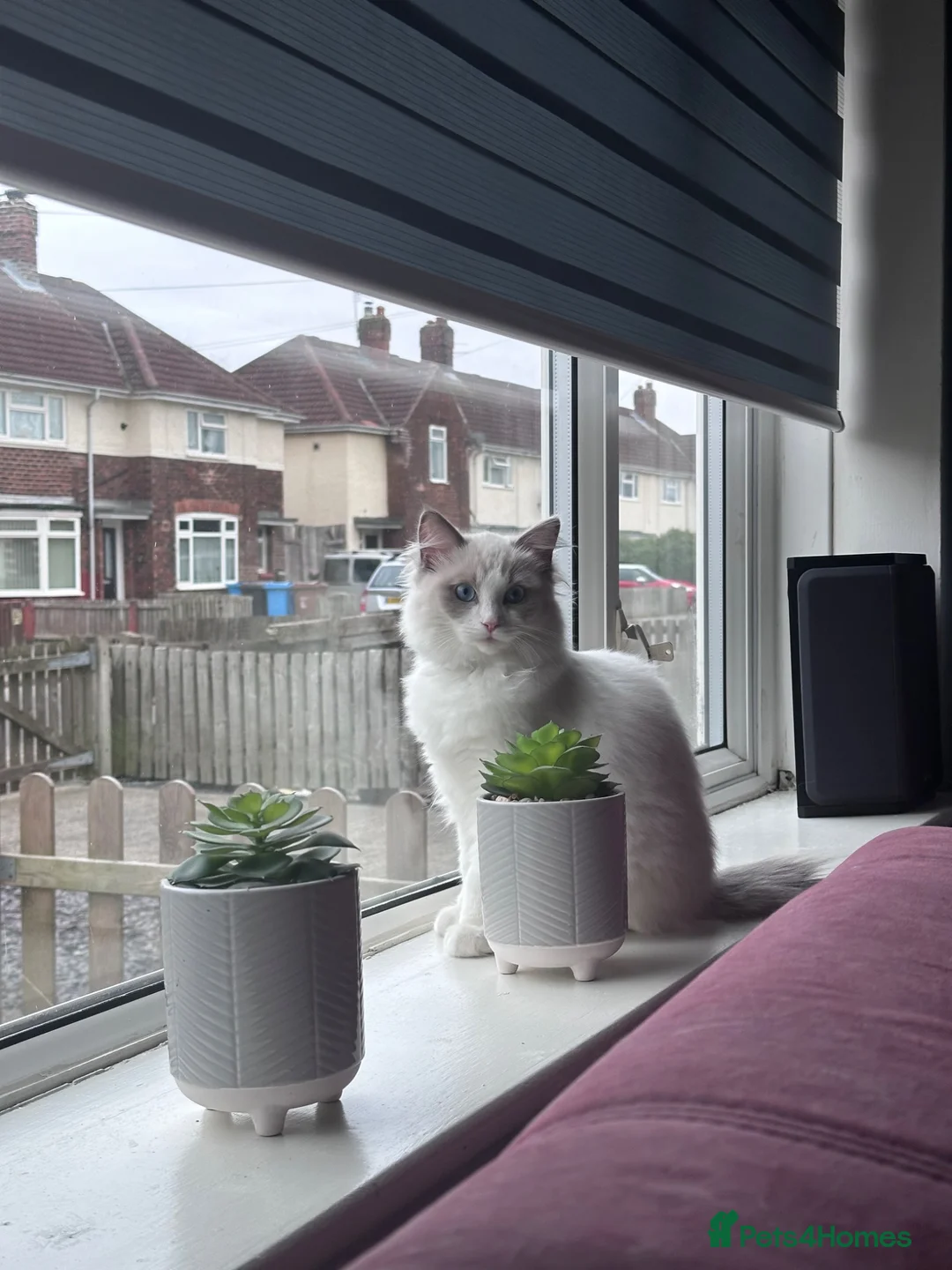 Ragdoll cats for sale: Ready for new home sweets kittens  - Advert 7