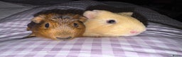 Guinea Pig rodents for sale: Male Guinea Pigs  - Advert 4