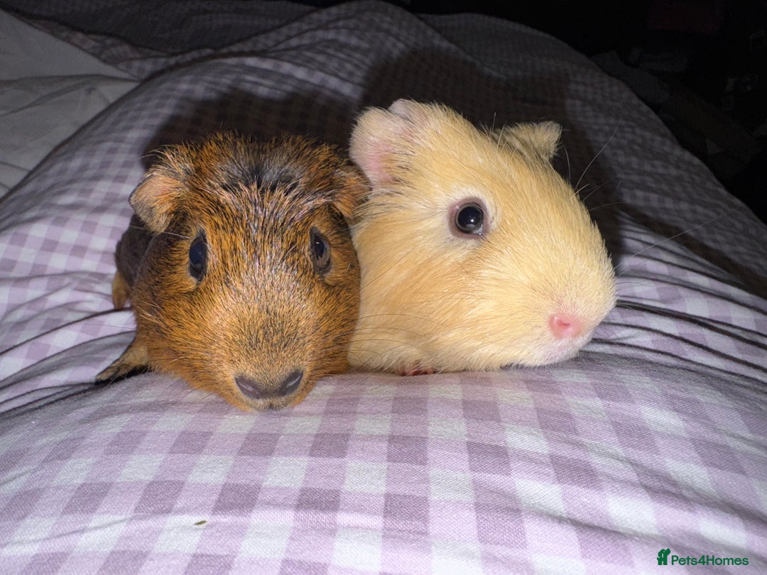 Guinea Pig rodents for sale: Male Guinea Pigs  - Advert 4