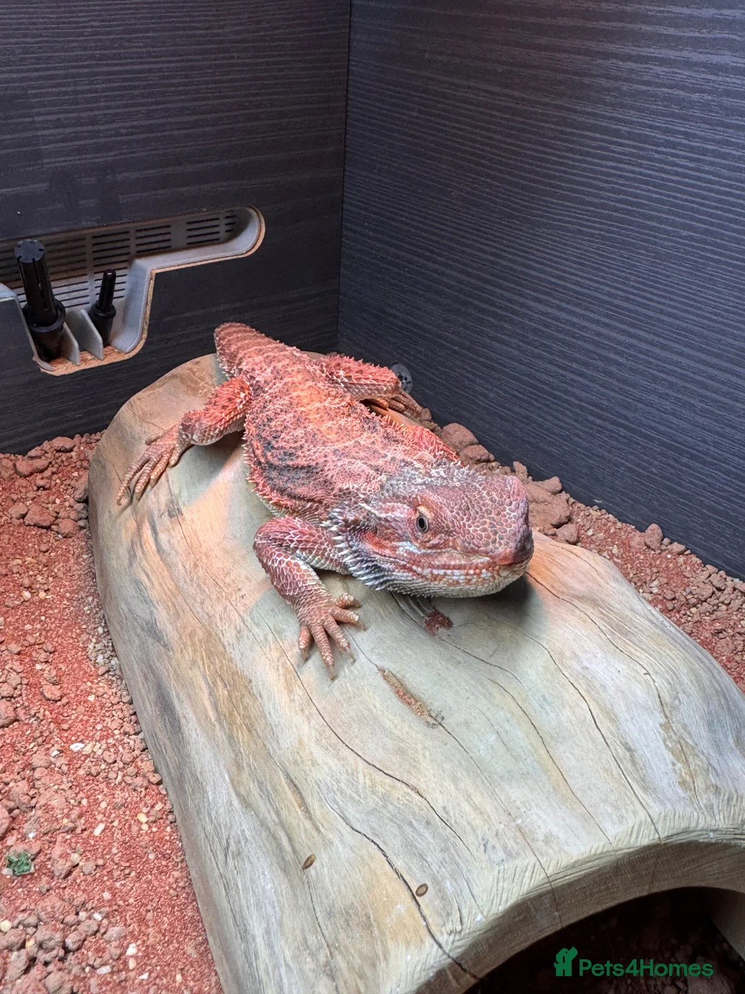 Bearded Dragon reptiles for sale: Bearded Dragon Re Home - Advert 3