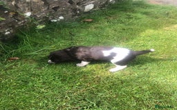 English Springer Spaniel dogs for sale: Springer spaniel puppies  - Image 5