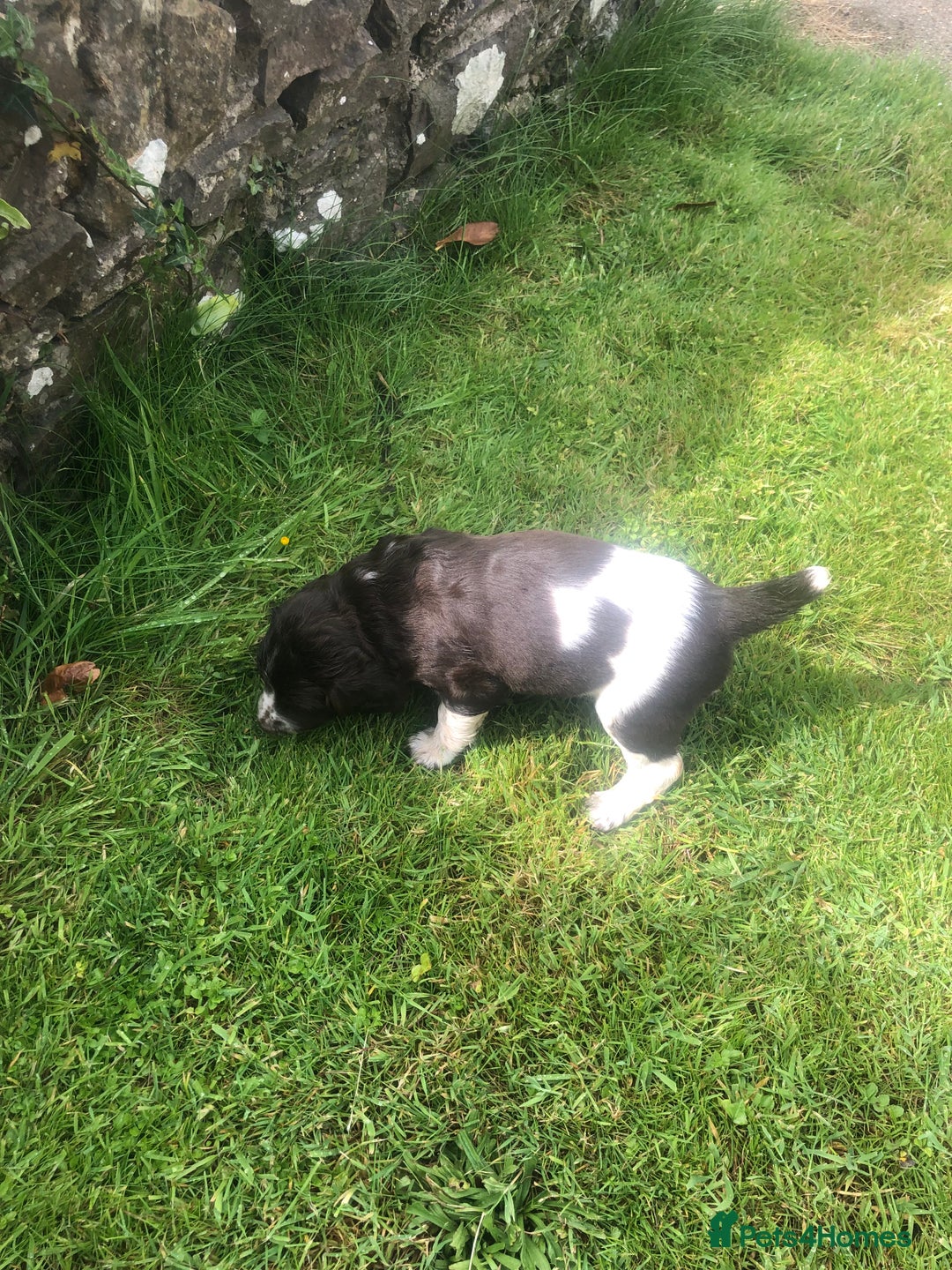 English Springer Spaniel dogs for sale: Springer spaniel puppies  - Image 5
