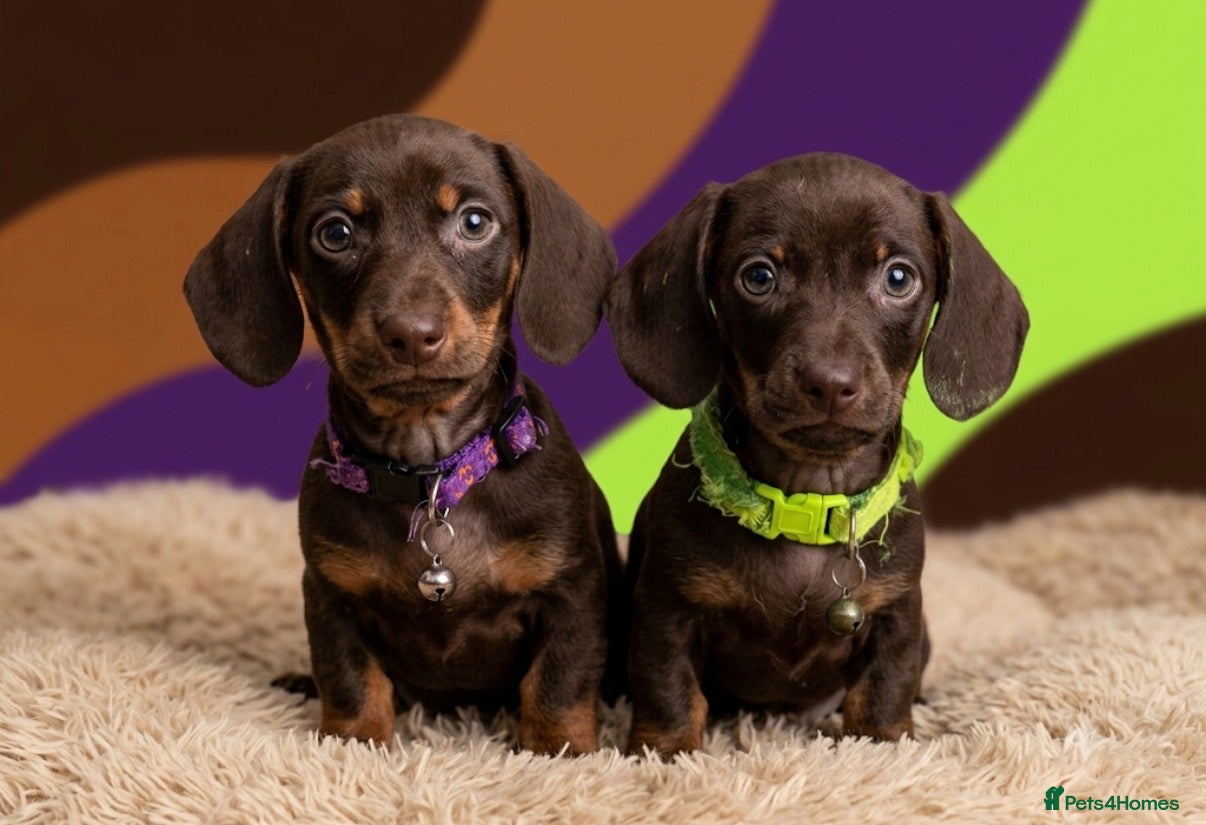Miniature Dachshund dogs Alice 💖 & Arthur 💙 - Advert 1