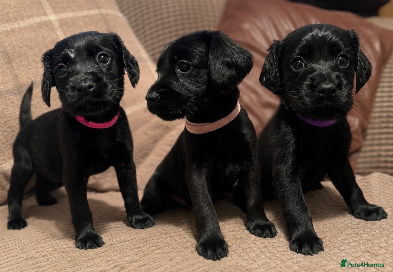 Cockerdor dogs Cockedor Puppies 3 Black girls  - Advert 13