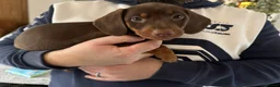 Miniature Dachshund dogs for sale: Just 2 remaining miniature dachshunds for sale - Advert 3