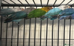 Lovebirds birds for sale: Various Baby Fishers Lovebirds - Image 3