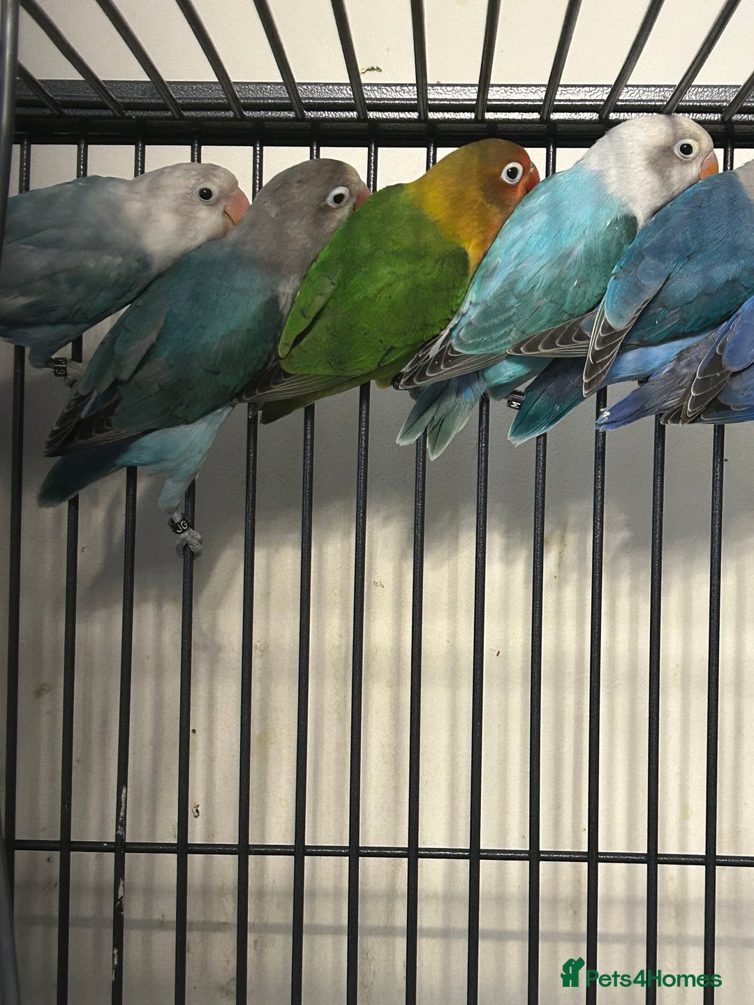 Lovebirds birds for sale: Various Baby Fishers Lovebirds - Image 3