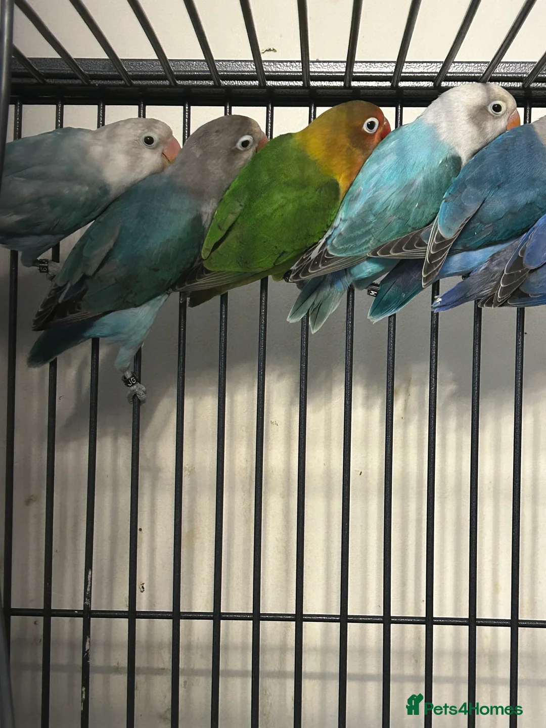 Lovebirds birds for sale: Various Baby Fishers Lovebirds - Advert 3