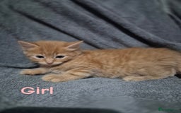 British Longhair cats for sale: Long haired kittens - Image 6