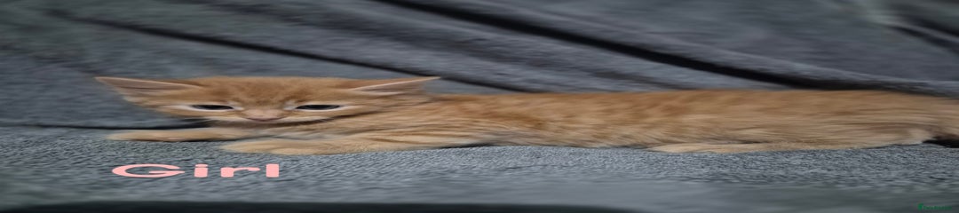 British Longhair Kitten 4