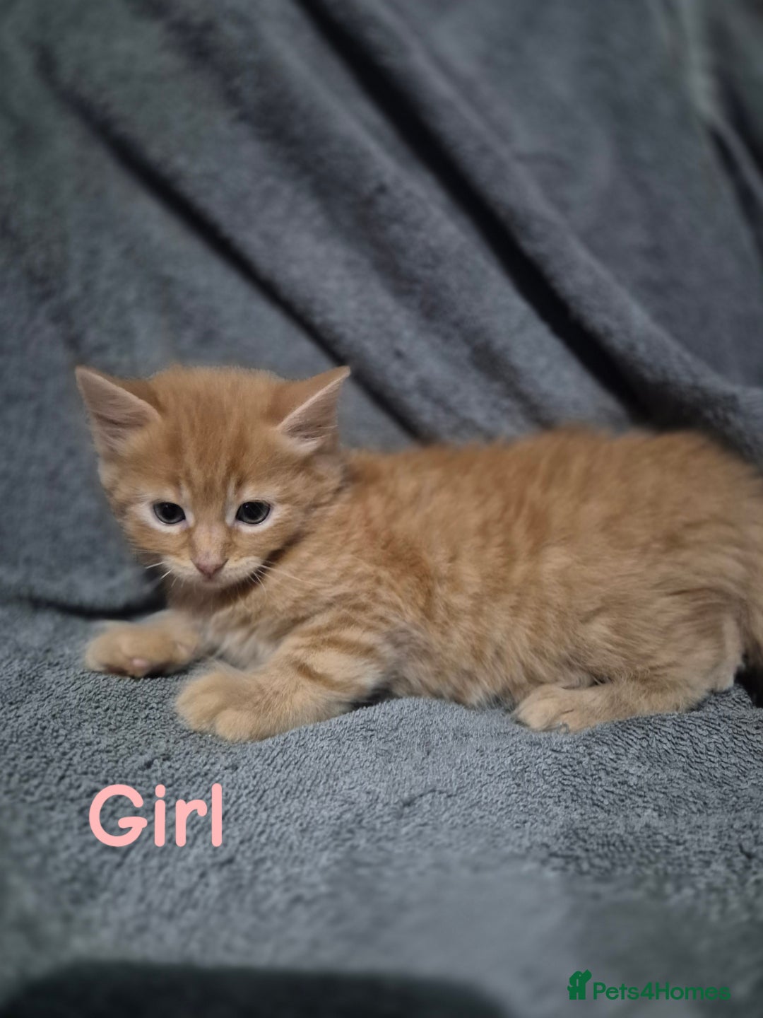 British Longhair cats for sale: Long haired kittens - Image 6