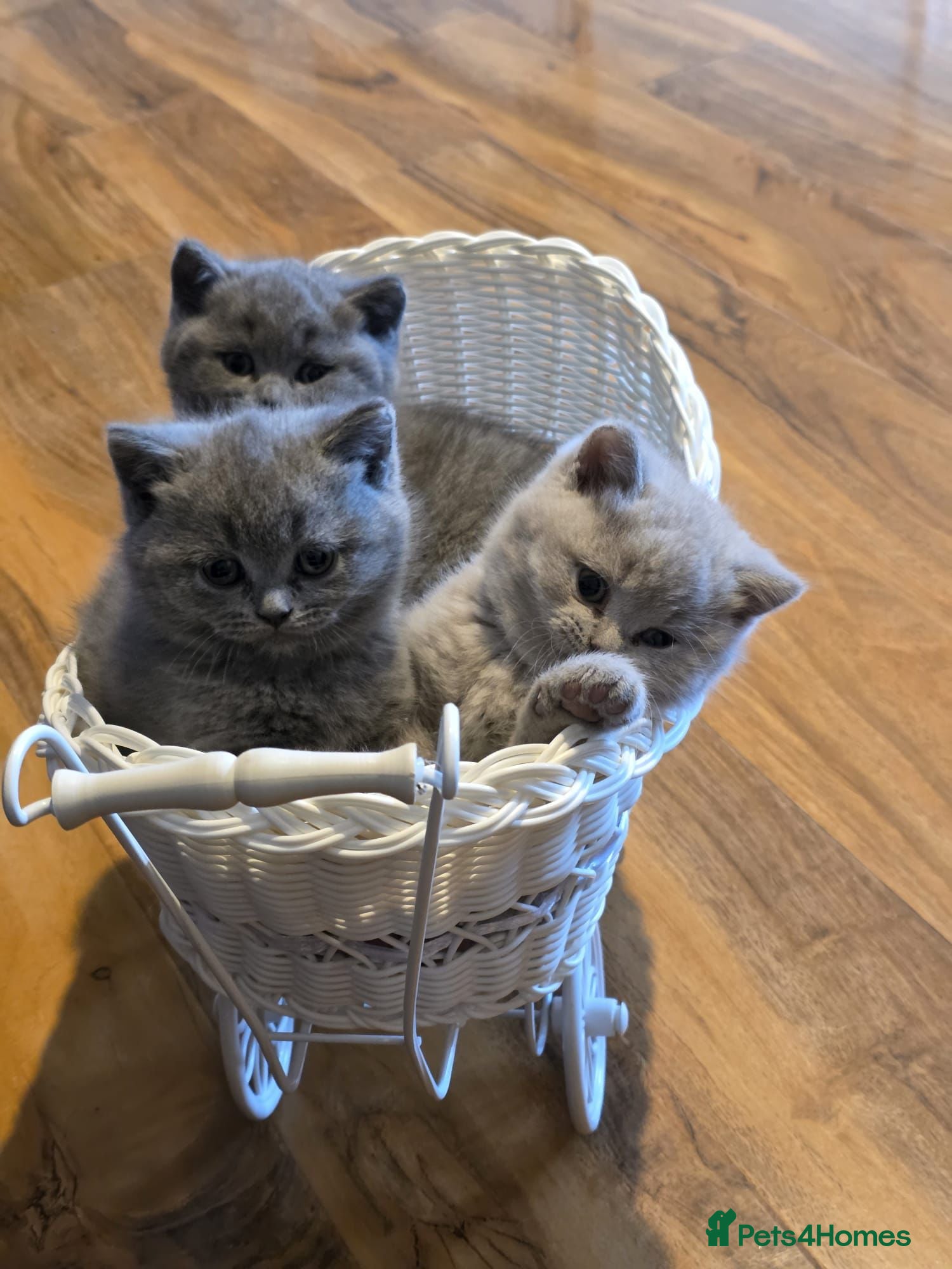 British Shorthair cats Ready to go to there forever homes 🏡 😌 💕  - Advert 6