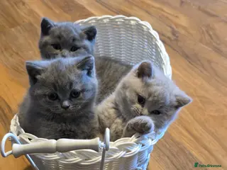 British Shorthair cats Ready to go to there forever homes 🏡 😌 💕 - Advert 6