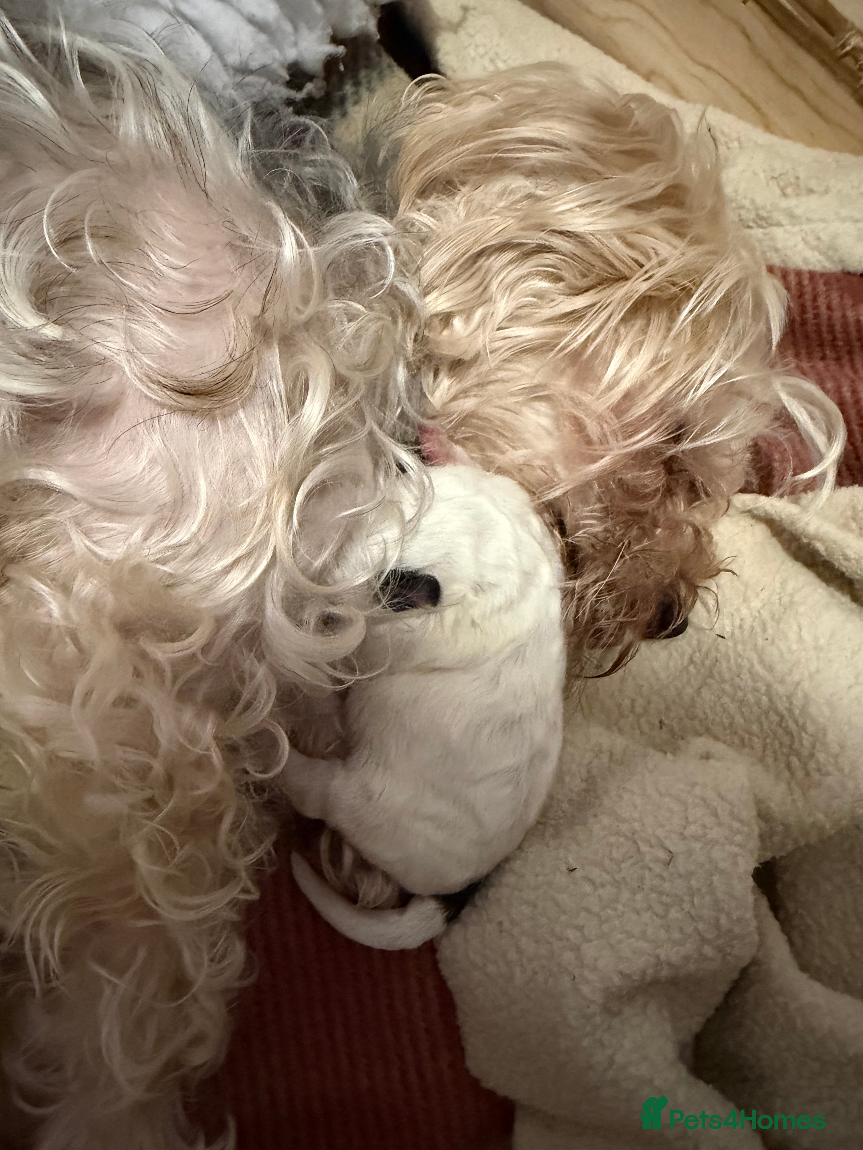 Yorkiepoo dogs 4 stunning Yorkiepoo Puppys  - Advert 1