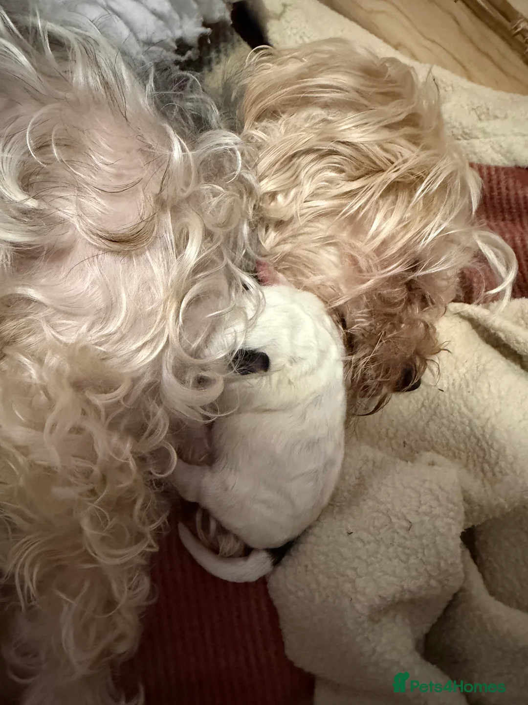 Yorkiepoo dogs for sale: 4 stunning Yorkiepoo Puppys  in Bridgwater - Advert 1