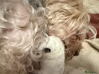 Yorkiepoo dogs 4 stunning Yorkiepoo Puppys - Advert 1