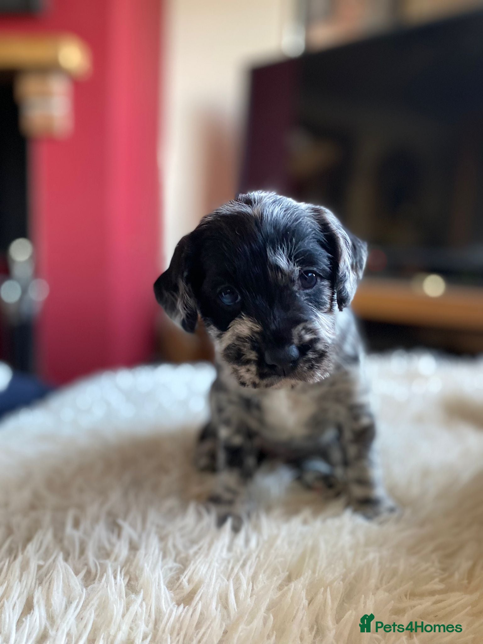 Labradoodle dogs F1 Miniature Labradoodle puppies - Advert 2