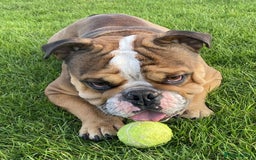 English Bulldog dogs for stud: Blungle needs to be a daddy  - Image 7