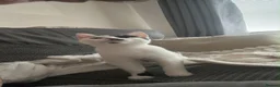 British Shorthair cats for sale: Sisters 6 months old  in Warrington - Advert 4