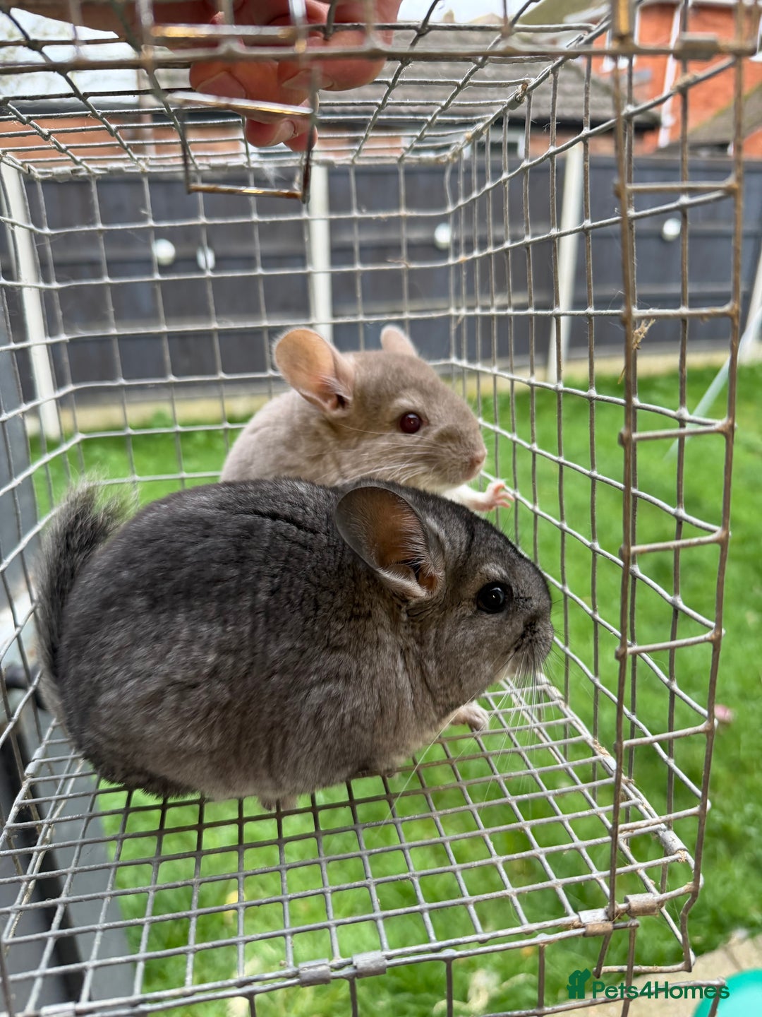 Chinchilla rodents for sale: Males and female chinchillas.  - Advert 20