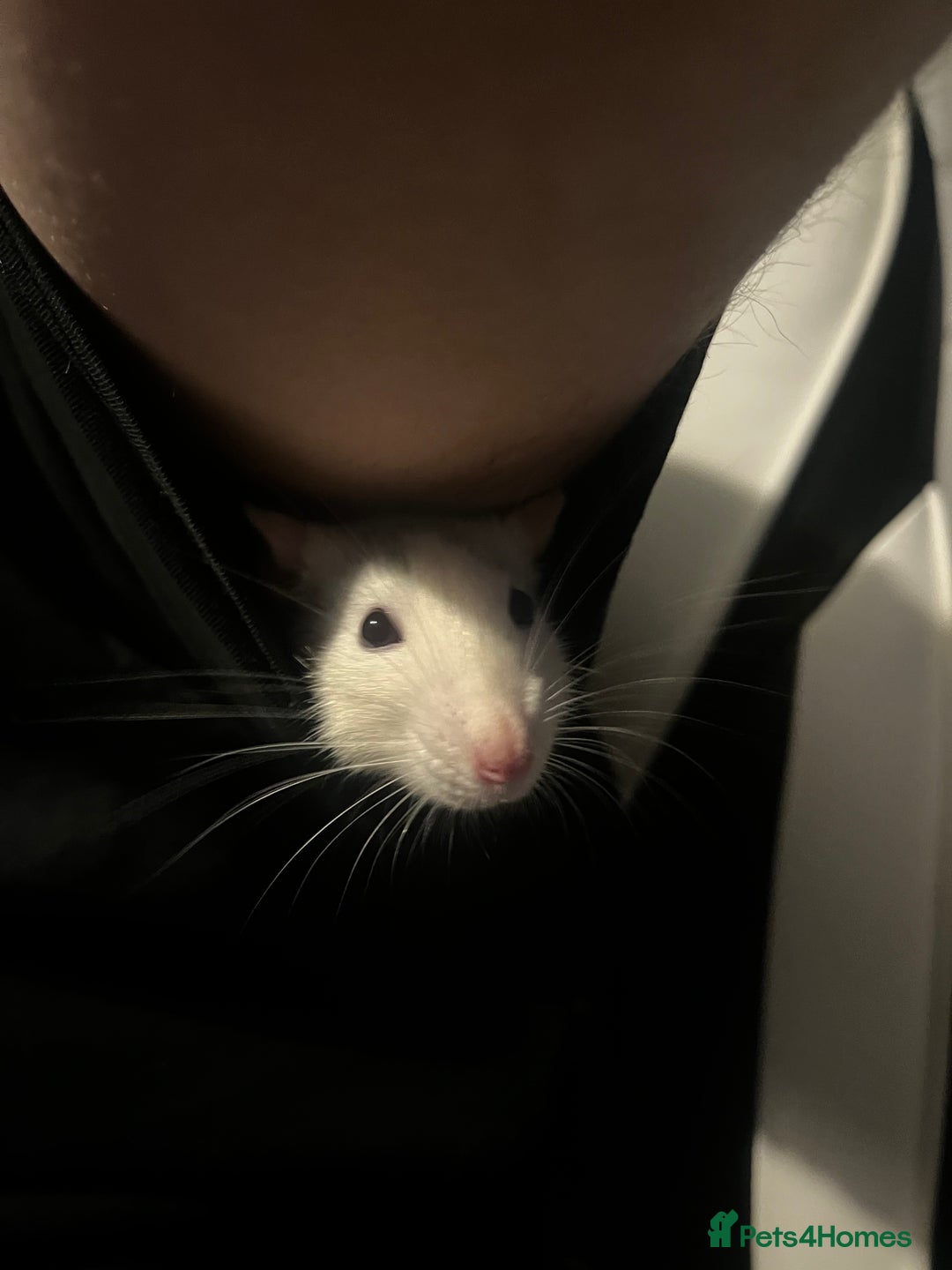 Rat rodents for sale: 4 female rats  - Advert 6