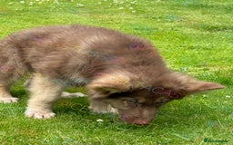 German Shepherd dogs for sale:  Reduced kcreg liver and German shepherd pups  - Image 3