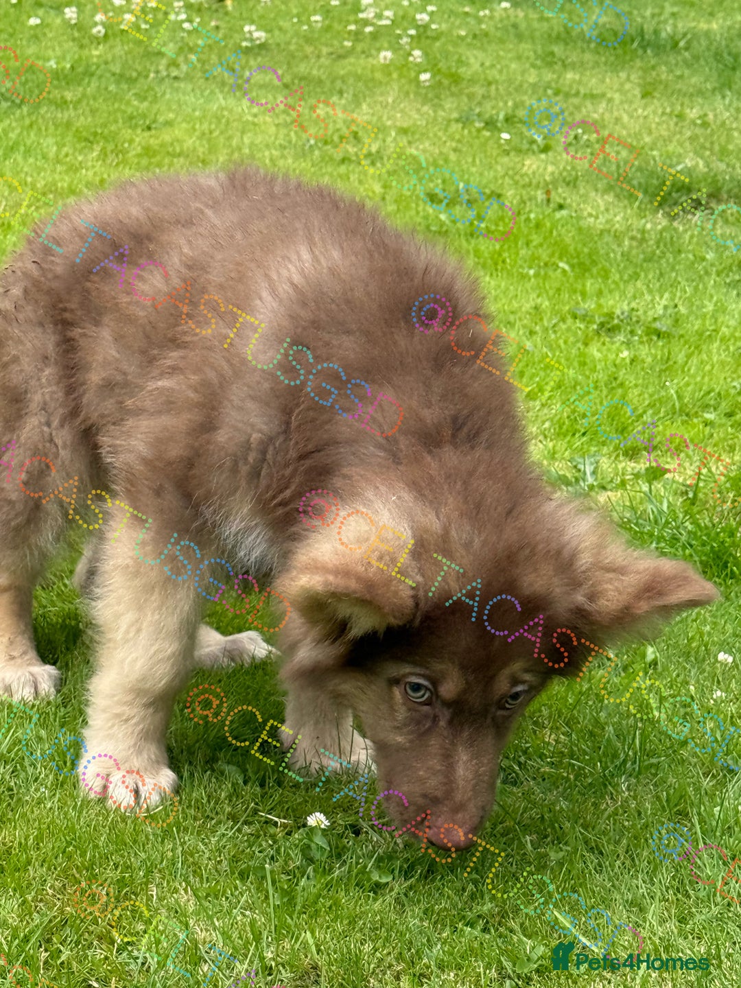 German Shepherd dogs for sale:  Reduced kcreg liver and German shepherd pups  - Image 3