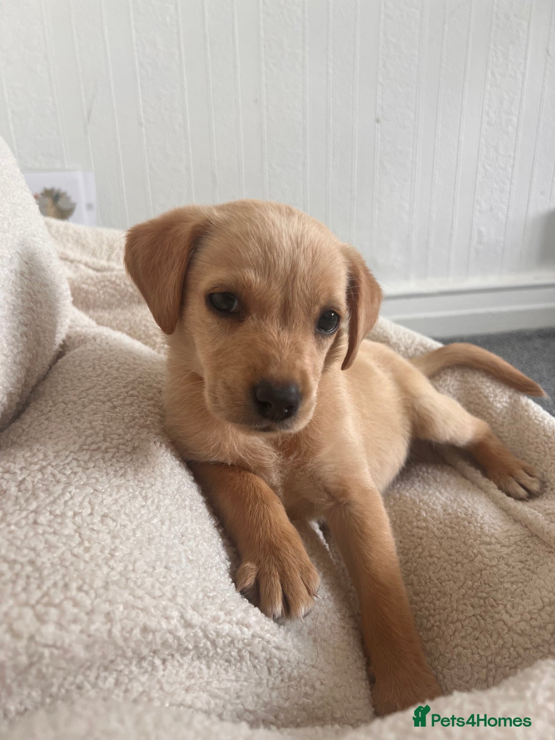 Labrador Retriever dogs for sale: Beautiful 8-Week Labrador Puppy – Loving & Calm - Image 2