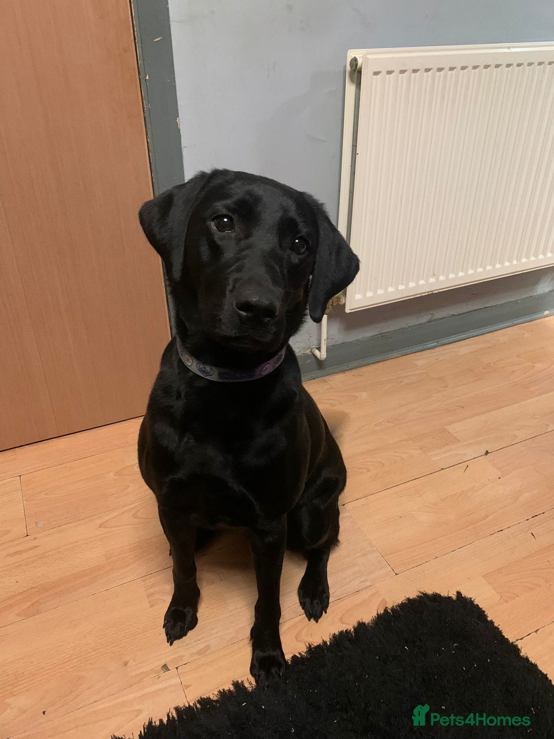 Labrador Retriever dogs for sale: 18month old labrador  - Advert 1