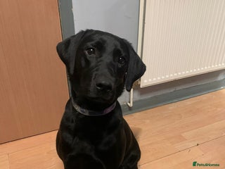 Labrador Retriever dogs 18month old labrador - Advert 1